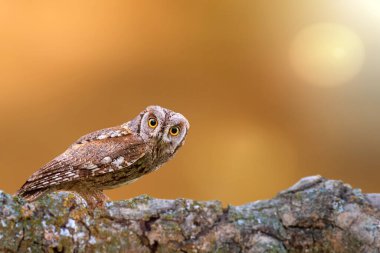 Kamuflaj ustası sevimli bir baykuştur. Avrasya Baykuşu. (Otus vurur). Renkli doğa arkaplanı.