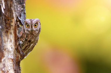 Kamuflaj ustası sevimli bir baykuştur. Avrasya Baykuşu. (Otus vurur). Renkli doğa arkaplanı.