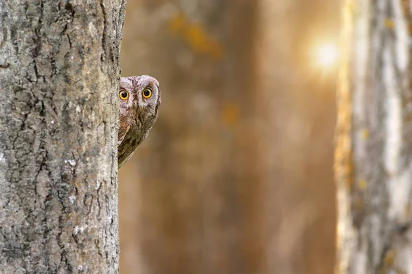 Camouflage master is a cute owl. Eurasian Scops Owl. (Otus scops). Colorful nature background.