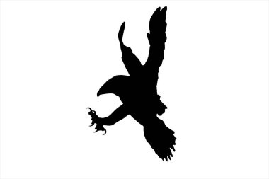 Saldırı anında bir kartal. Vektör görüntüsü. Beyaz arkaplan.