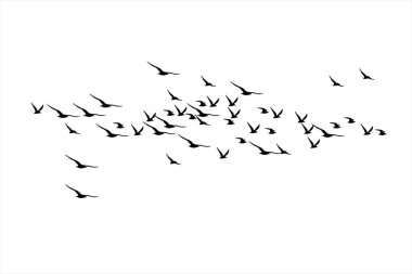  Birds flying with a natural distribution. Vector images. White background. clipart