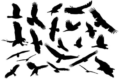 Farklı inanılmaz uçuş görüntüleri olan avcı kuşları. Beyaz arkaplan.