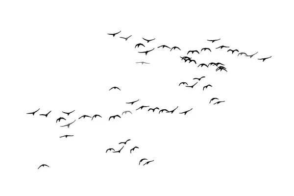 Birds flying in the sky with a realistic distribution.