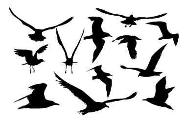 Uçan martıların farklı görüntüleri. Vektör görüntüleri. Beyaz arkaplan.