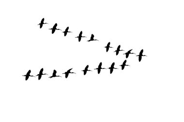 Vektör kuşlar. Kuşlar v şeklinde uçuyor. Beyaz arkaplan. 