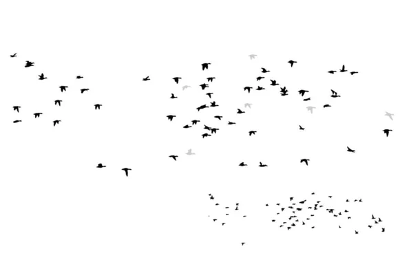 Birds flying in the sky with a natural distribution. Natural vector birds.