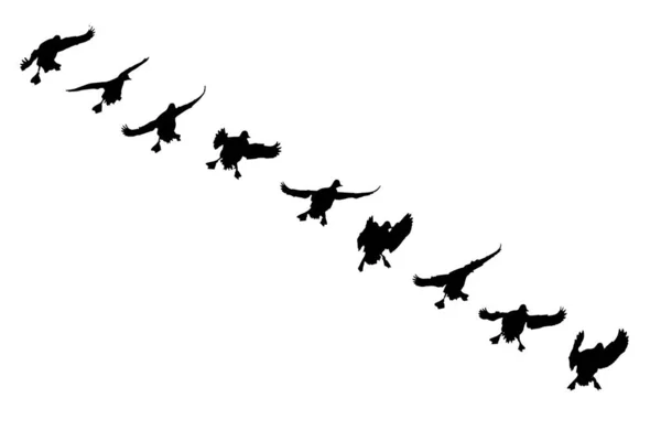 Létající Kachny Přirození Vektoroví Ptáci Bílý Bacgrund — Stockový vektor