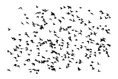 Kuşlar doğal bir şekilde uçuyor. Vektör kuşlar. Beyaz arkaplan.