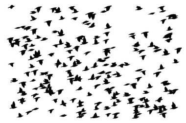 Kuşlar doğal bir şekilde uçuyor. Vektör kuşlar. Beyaz arkaplan.