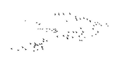 Kuşlar doğal bir şekilde uçuyor. Vektör kuşlar. Beyaz arkaplan.