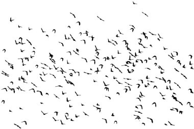 Kuşlar doğal bir şekilde uçuyor. Vektör kuşlar. Beyaz arkaplan.