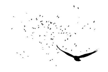 Kargalar doğal bir şekilde uçuyor. Vektör görüntüleri. Beyaz arkaplan. 