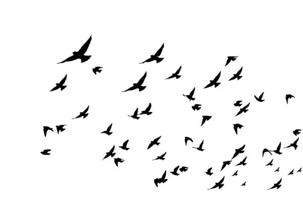 Güvercinler doğal bir şekilde uçuyor. Vektör görüntüleri. Beyaz arkaplan. 