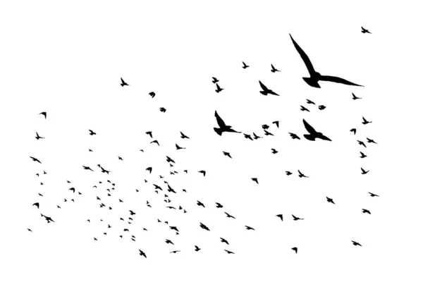 Ptáci Létají Přirozeném Pohledu Vektorové Obrazy Bílé Pozadí — Stockový vektor