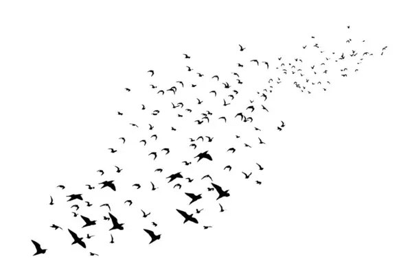 Ptáci Létají Přirozeném Pohledu Vektorové Obrazy Bílé Pozadí — Stockový vektor