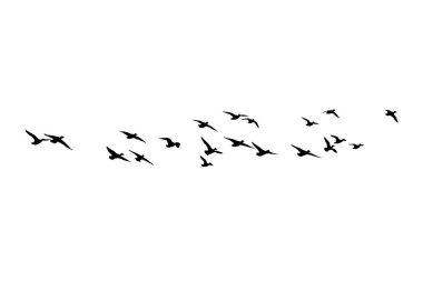 Flying birds. Vector images. White background.  clipart