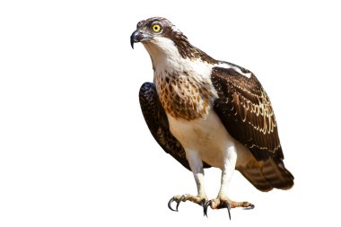 İzole edilmiş kartal Osprey. Beyaz arkaplan. 