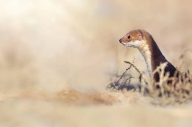 Şirin ama yırtıcı bir memeli. En az Gelincik (Mustela nivalis). Sarı doğa arkaplanı. 