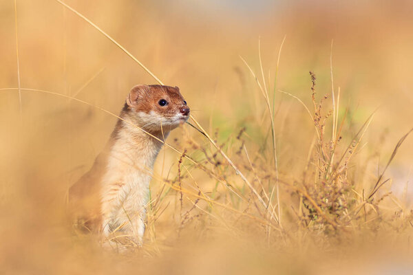 Симпатичное, но хищное млекопитающее. Least Weasel (Mustela nivalis). Желтый фон. 