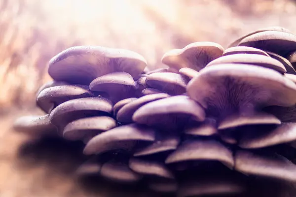 An aesthetic slice of nature. Mushrooms. Nature photography.