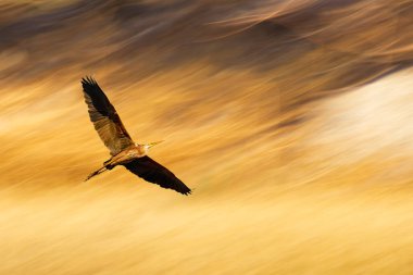 Uçan balıkçıl. Hareket bulanık arkaplan. 