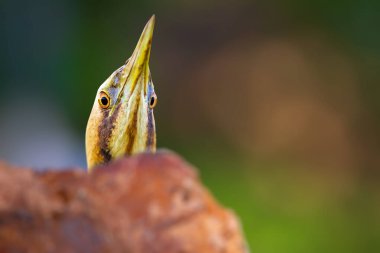 Doğanın en ilginç kuşlarından biri. Doğa geçmişi. Avrasya Bittern 'i. Botaurus yıldızları.