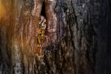 Doğadaki en gizemli ve sevimli baykuşlardan biri. Avrasya Baykuşu. (Otus vurur). Doğa arkaplanı.