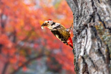 Harika bir doğası olan sevimli bir ağaçkakan. Ortanca Benekli Ağaçkakan. Renkli doğa arkaplanı. 