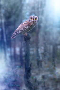 Doğadaki en gizemli ve sevimli baykuşlardan biri. Avrasya Baykuşu. (Otus vurur). Doğa arkaplanı.