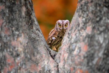 Doğadaki en gizemli ve sevimli baykuşlardan biri. Avrasya Baykuşu. (Otus vurur). Doğa arkaplanı.