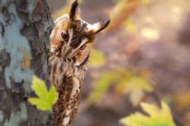 Etrafını merakla kontrol eden sevimli bir baykuş. Renkli doğa geçmişi. Uzun kulaklı Baykuş. Asio otus.