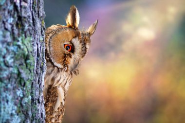 Etrafını merakla kontrol eden sevimli bir baykuş. Renkli doğa geçmişi. Uzun kulaklı Baykuş. Asio otus.