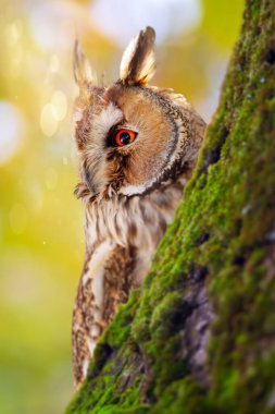Etrafını merakla kontrol eden sevimli bir baykuş. Renkli doğa geçmişi. Uzun kulaklı Baykuş. Asio otus.
