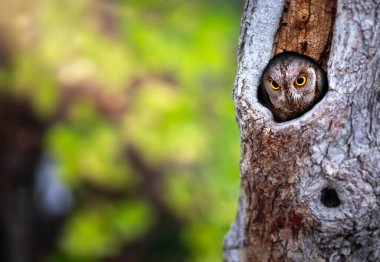 Doğadaki en gizemli ve sevimli baykuşlardan biri. Avrasya Baykuşu. (Otus vurur). Doğa arkaplanı.