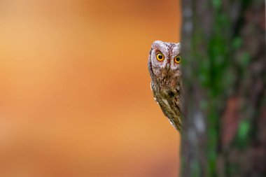 Doğadaki en gizemli ve sevimli baykuşlardan biri. Avrasya Baykuşu. (Otus vurur). Doğa arkaplanı.