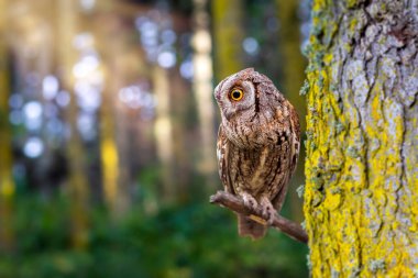 Doğadaki en gizemli ve sevimli baykuşlardan biri. Avrasya Baykuşu. (Otus vurur). Doğa arkaplanı.