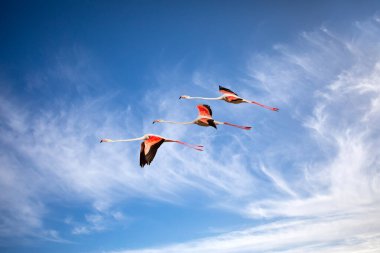 Uçan flamingolar. Mavi gökyüzü arka planı. 