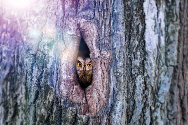 One of the most mysterious and cutest owls in nature. Eurasian Scops Owl. (Otus scops). Nature background.