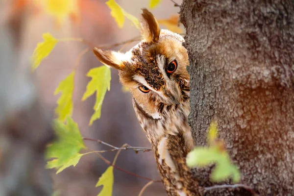 A cute owl that checks its surroundings with curiosity. Colorful nature background. Long eared Owl. Asio otus.