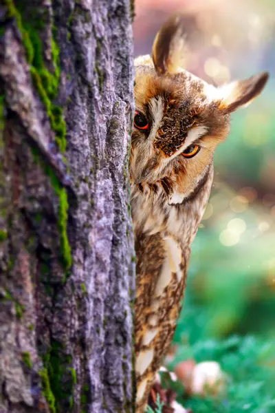 Etrafını merakla kontrol eden sevimli bir baykuş. Renkli doğa geçmişi. Uzun kulaklı Baykuş. Asio otus.