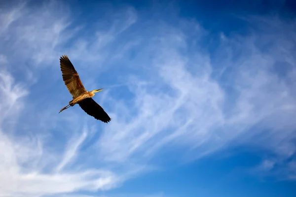 Létající Pták Fialová Volavka Modrá Obloha Pozadí — Stock fotografie
