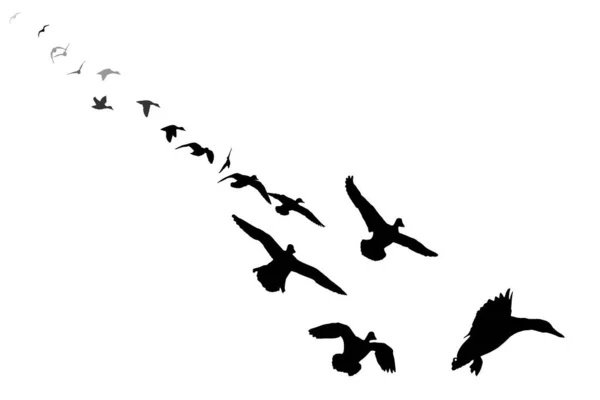 Troupeau Canards Approchant Atterrissant Oiseaux Vecteurs Fond Blanc — Image vectorielle