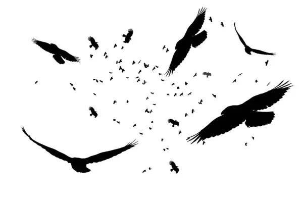 Flock Crows Flying Naturally Vector Birds White Background — Stock Vector