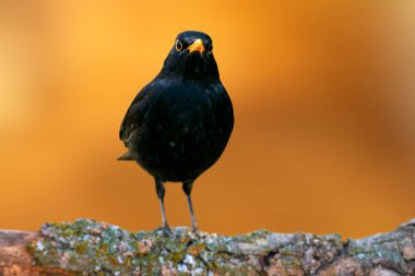 Ormanların en ünlü kuşu. Sıradan bir karatavuk. Turdus merula.