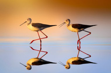 Bataklıkların en zarif kuşlarından biri. Siyah kanatlı Stilt. Himantopus himantopus. Renkli doğa geçmişi. Bu güzel kuşun uzunluğu 33-36 cm ve ağırlığı 166-205 gram..