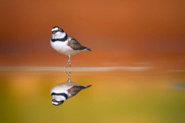Bataklıkların en tatlı kuşları. Renkli doğa geçmişi. Küçük Halkalı Plover. Charadrius dubius. Bu sevimli kuş yüksekliği; 14-15 cm ve 33-49 gram ağırlığında.