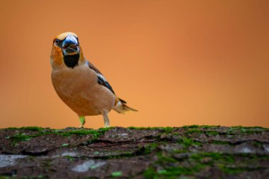 Çok büyük gagasıyla sert kabuklu gıdaları kırabilen sevimli bir kuştur. Saka kuşu. Coccothraustes coccothraustes. Doğa arkaplanı. 