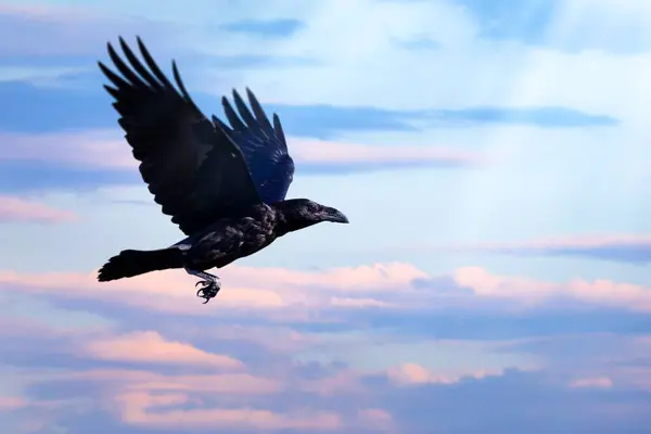 Flying Crow Blue Sky Background — Stock Photo, Image