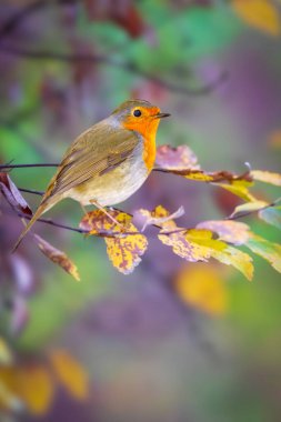 Ormanların ve bahçelerin en tatlı kuşu. Avrupalı Robin. Erithacus rubecula. Doğa arkaplanı. 