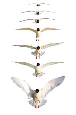 Kuşların uçuşunu estetik bir şekilde gösteren bir fotoğraf. Kuşların uçuşunu estetik bir şekilde gösteren bir fotoğraf. Bir martı izleyiciye yaklaşıyor. İzole kuşlar. Beyaz arkaplan. 